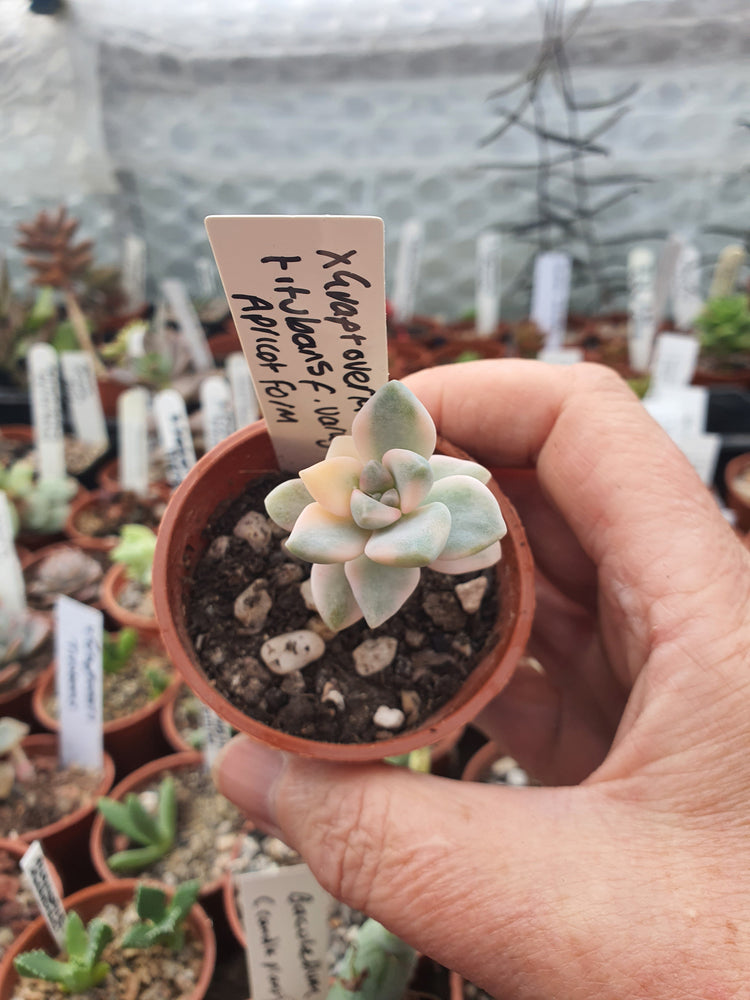 xGraptoveria