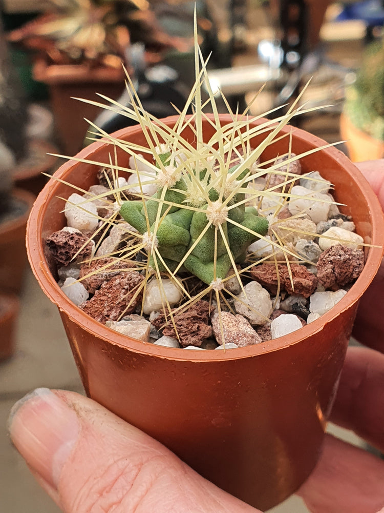 Ferocactus glaucescens | Blue Barrel Cactus | Glaucous Barrel Cactus | UK Grown - UK grown houseplant - Barney Plants