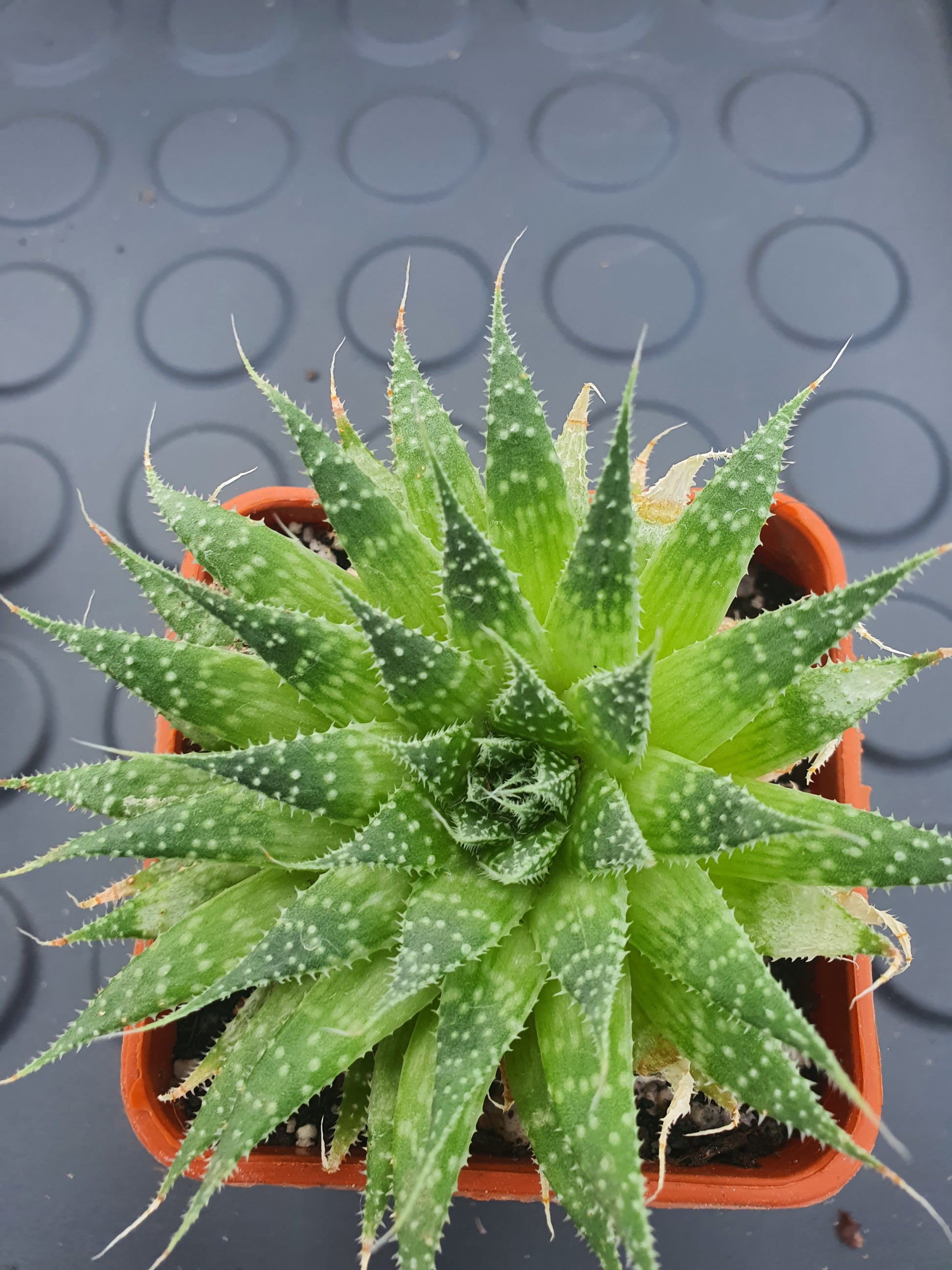 lace aloe succulents Aristaloe aristata| Lace Aloe | Aloe arisitata |Cold Hardy Succulent – Barney Plants