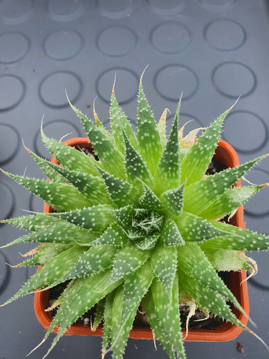 Aristaloe aristata - (Lace Aloe) image 1