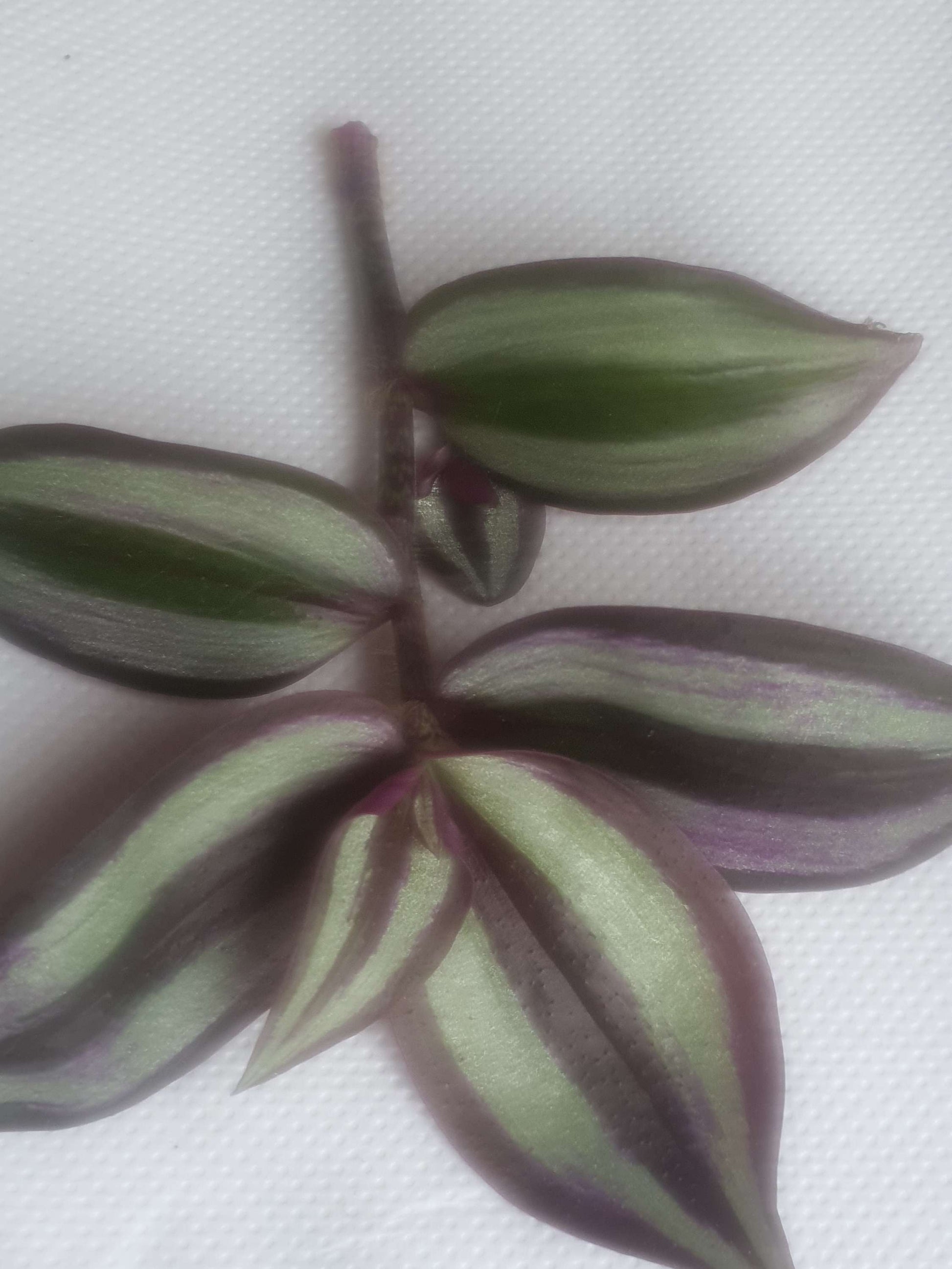 Tradescantia zerbina cv -Cutting image 1