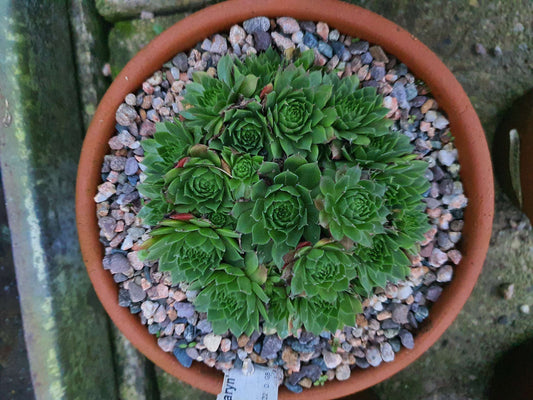 Sempervivum Roosemaryn (House Leek) image 0