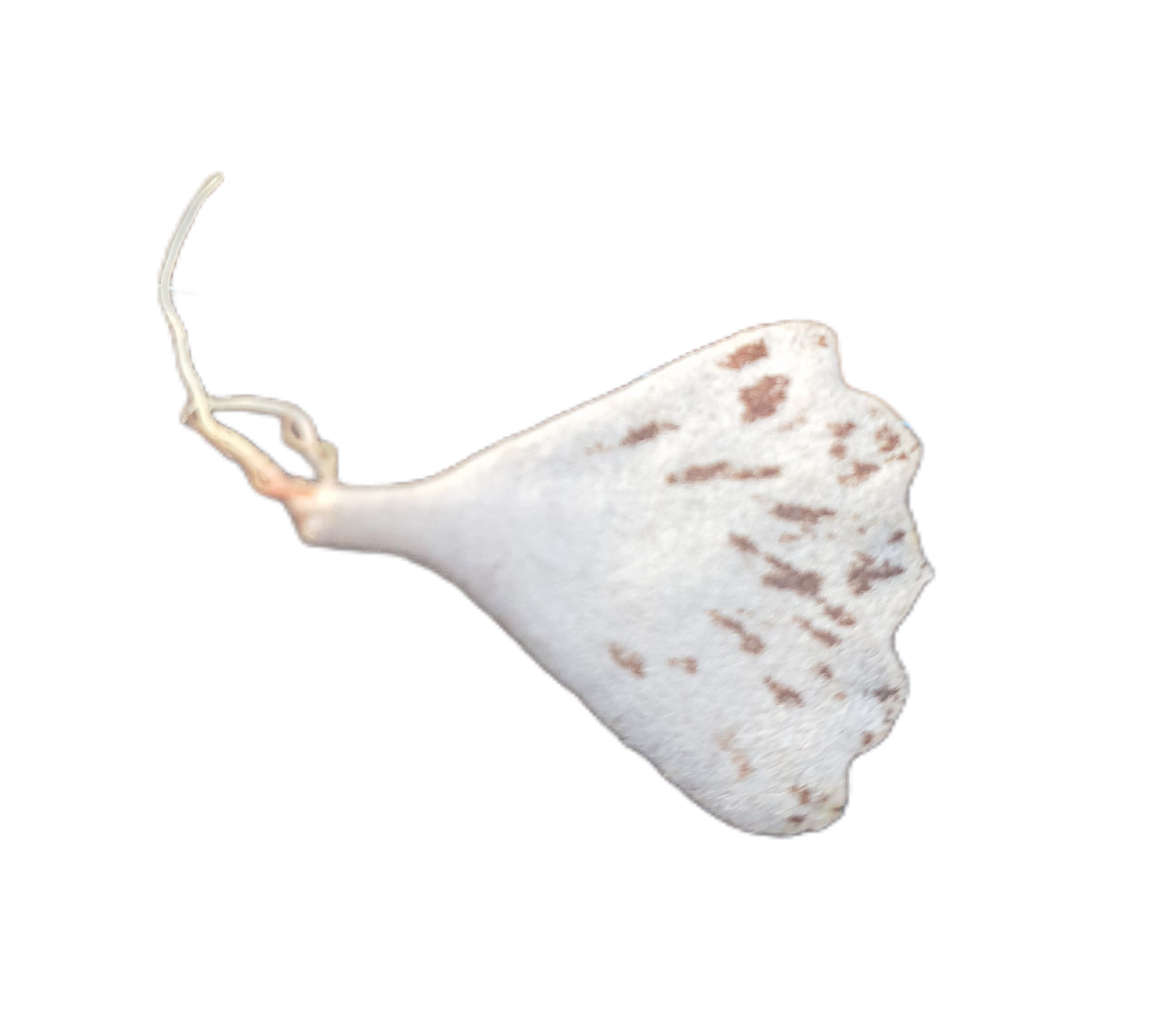 Kalanchoe rhombopilosa ( Pies from Heaven) Leaf cutting