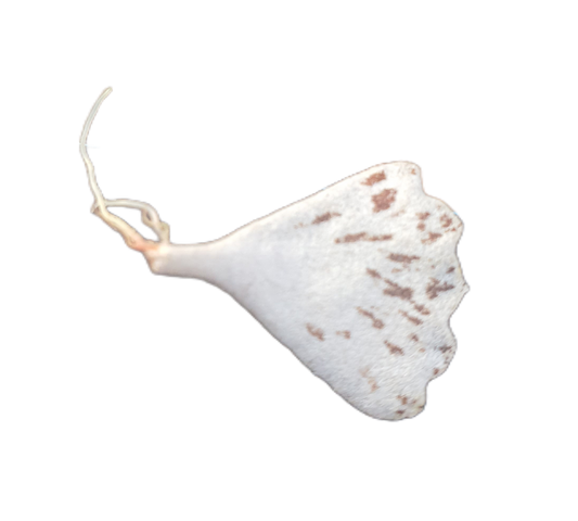 Kalanchoe rhombopilosa ( Pies from Heaven) Leaf cutting