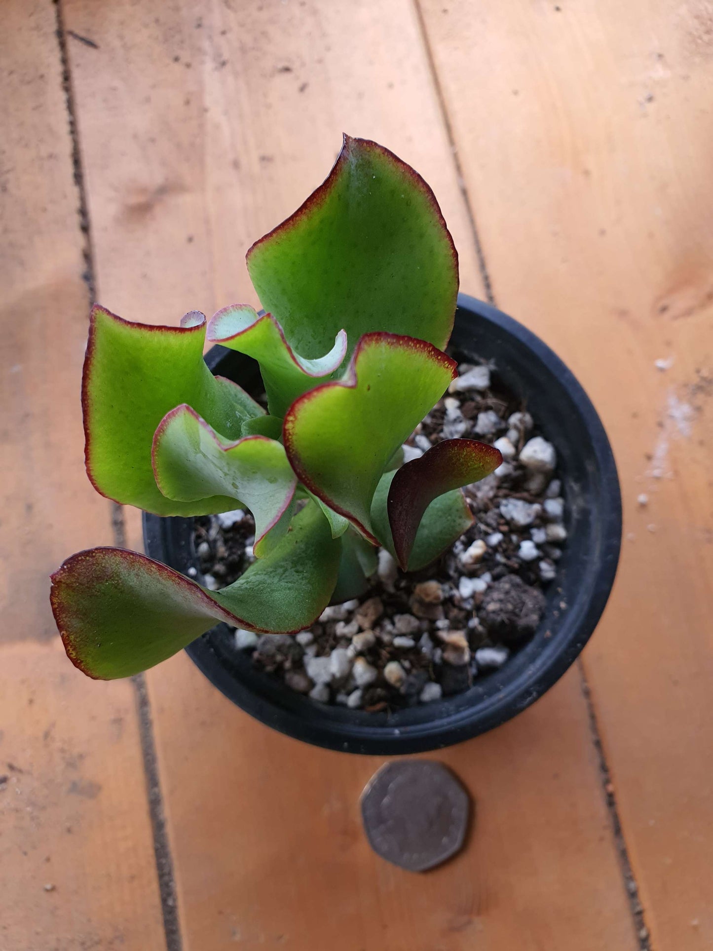 Crassula  arborescens cv (Money plant) image 2