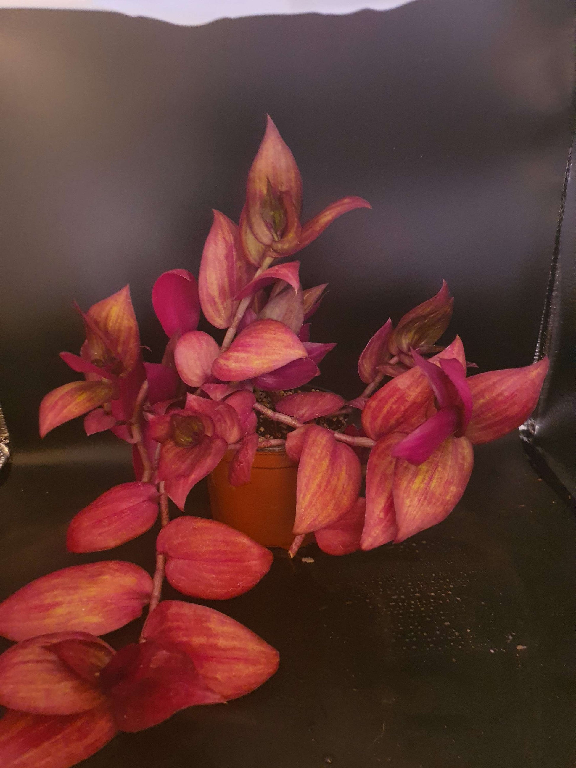 Tradescantia ' Flame Dance' (Wondering Dew cv)  cutting image 2