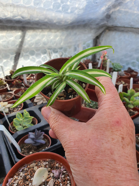 Spider Plant ( Chlorophytum comosum 'Variegatum')