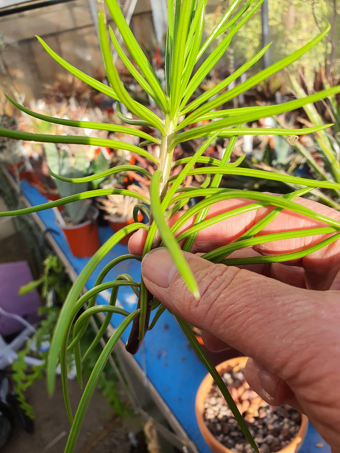 Senecio archeri Himalaya |  Senecio barbertonicus | Cutting