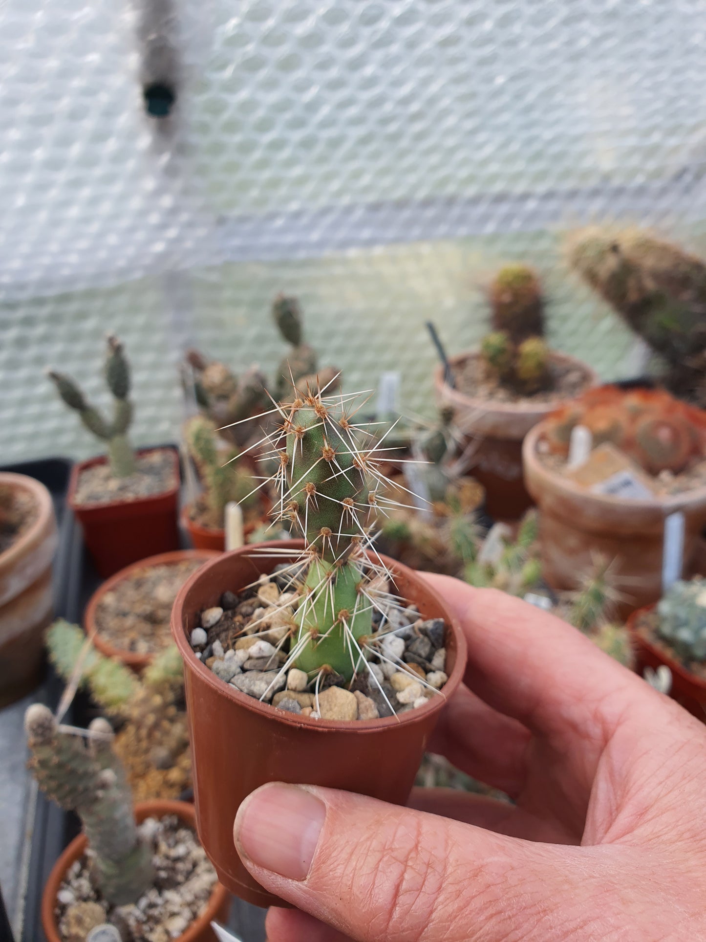 Tephrocactus |   Cacti| 🇬🇧 UK grown
