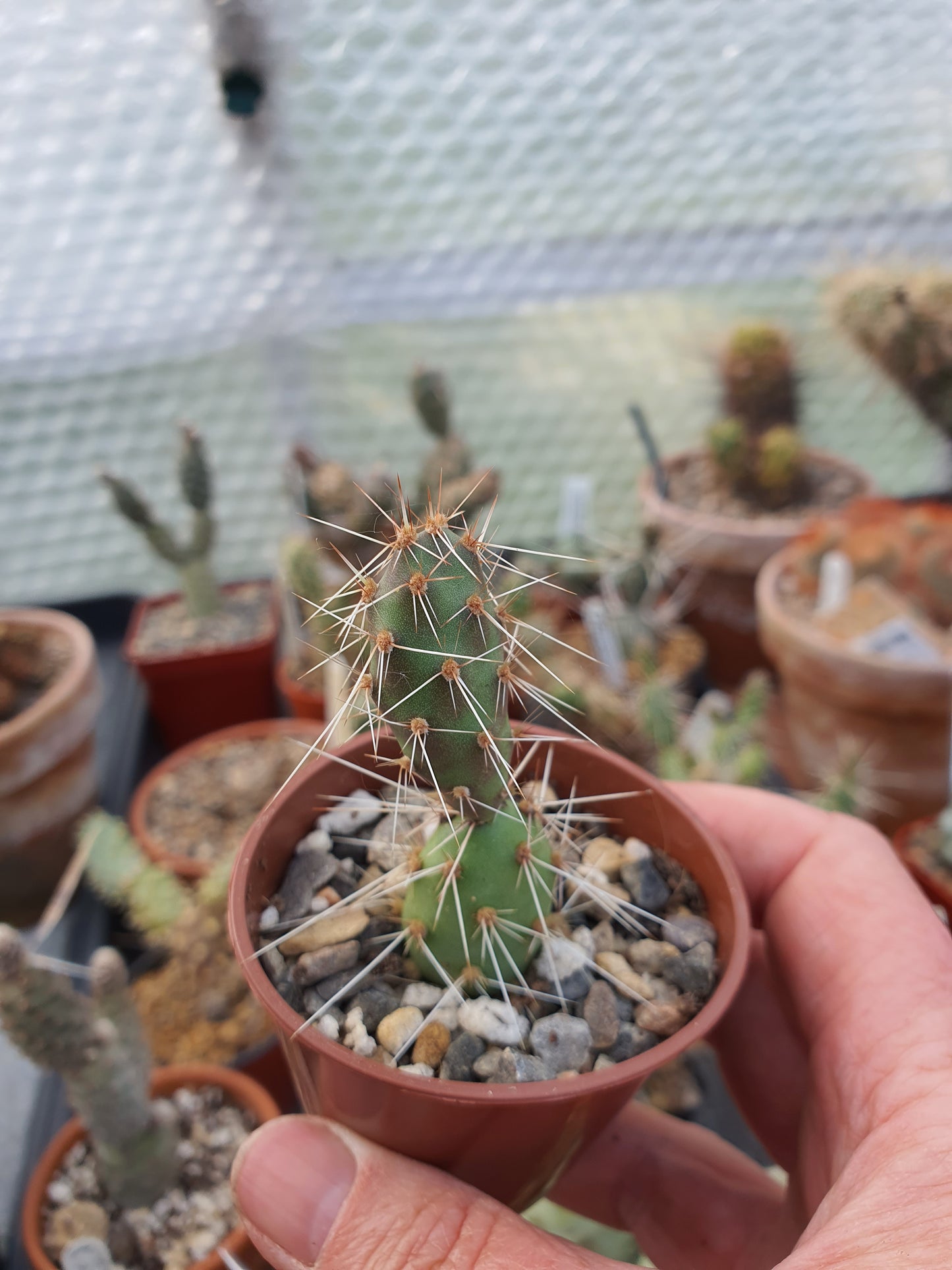 Tephrocactus |   Cacti| 🇬🇧 UK grown