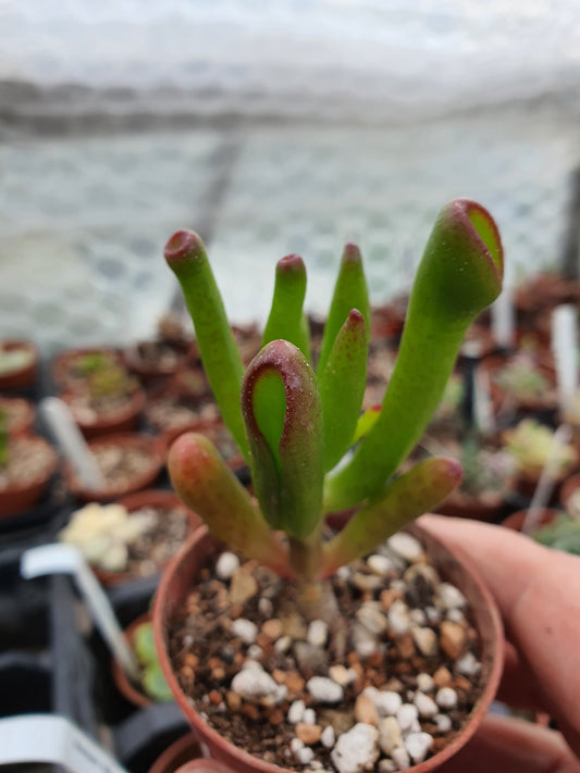 Crassula ovata  'Gollum'