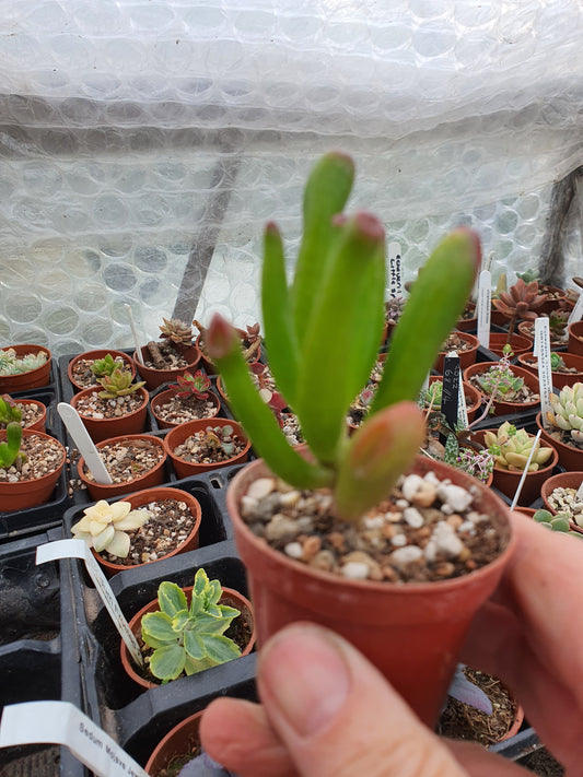 Crassula ovata  'Gollum'