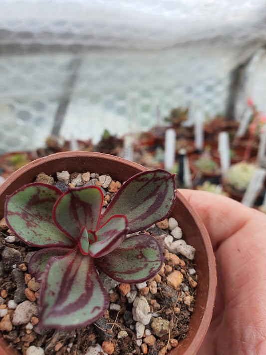 Echeveria nodulosa  | Painted Echeveria