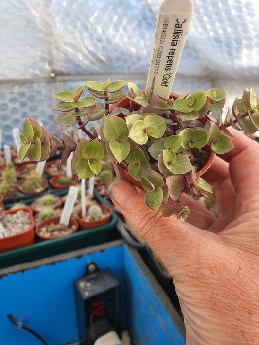 Callisia repens 'Gold'  -  Trailing - Turtle Vine