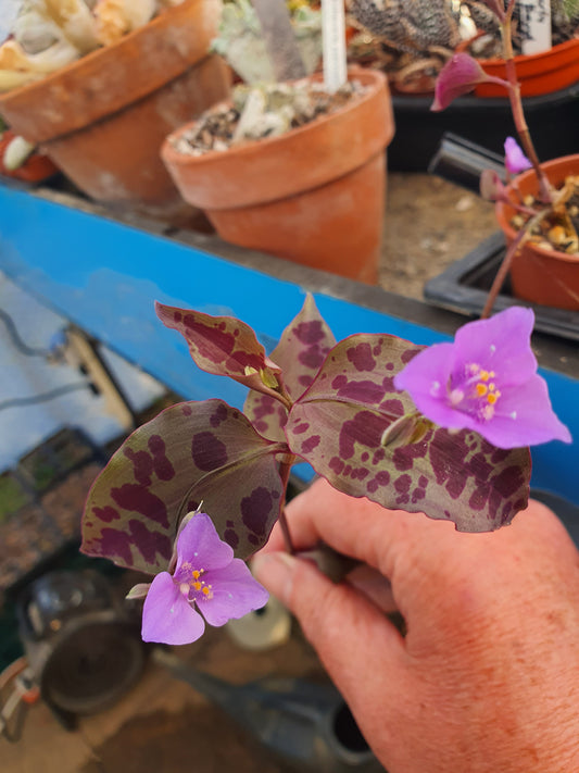 Tinantia  pringlei  - Spotted mexican Wandering Dew  - (Tradescantia)cutting