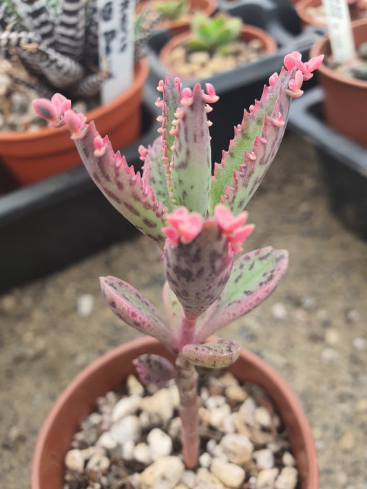 Kalanchoe  'Pink Butterfly' |  Pink Mother of Thousands |