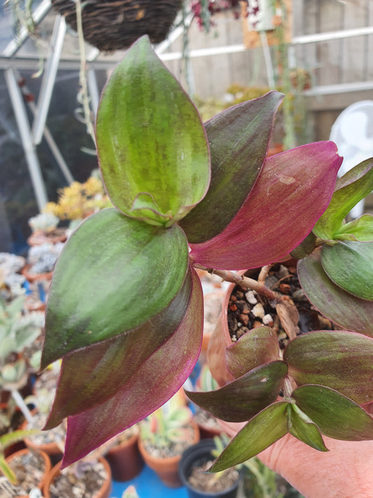 Tradescantia ' Flame Dance' (Wondering Dew cv) -  cutting