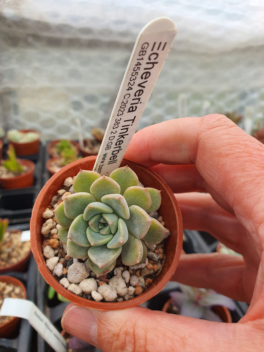 Echeveria 'Tinkerbell'
