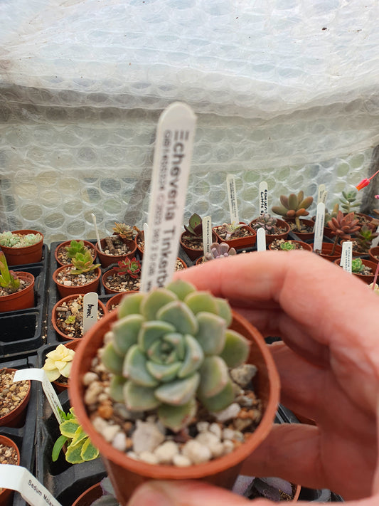 Echeveria 'Tinkerbell'