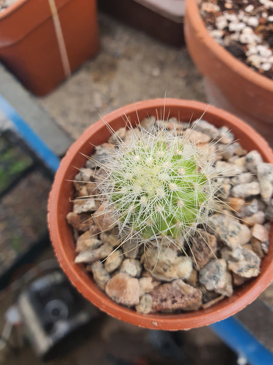 Thelocactus conothelos var. macdowellii | Thelocactus macdowellii