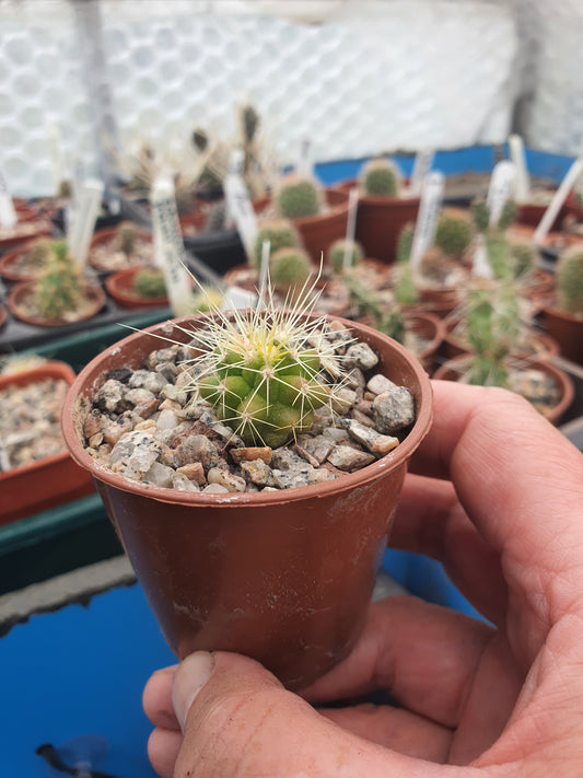 Echinocactus grusonii - Golden Barrel Cactus