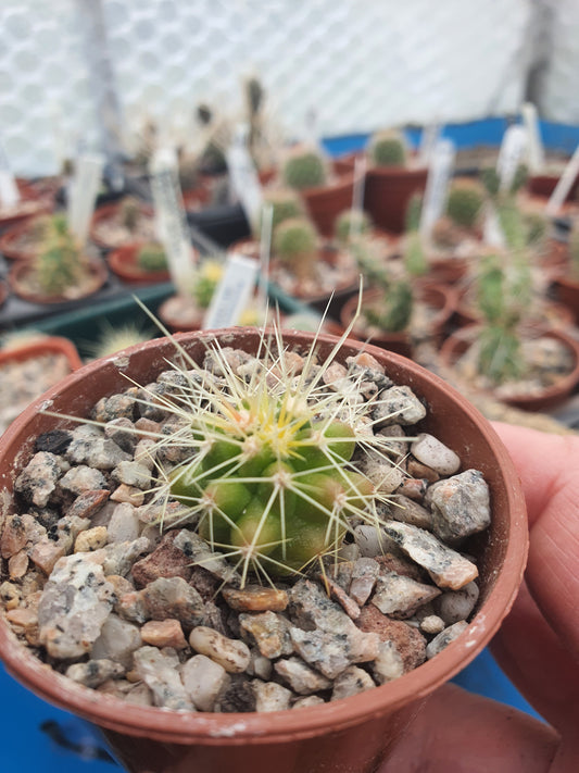 Echinocactus grusonii - Golden Barrel Cactus
