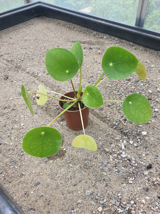 Peperomia polybotrya | Raindrop Peperomia