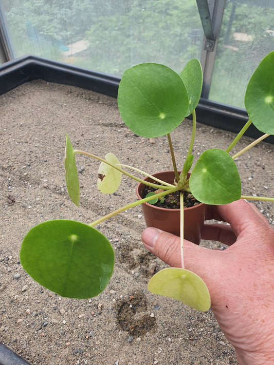 Peperomia polybotrya | Raindrop Peperomia