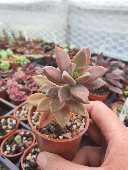 x Graptosedum 'Bronze'