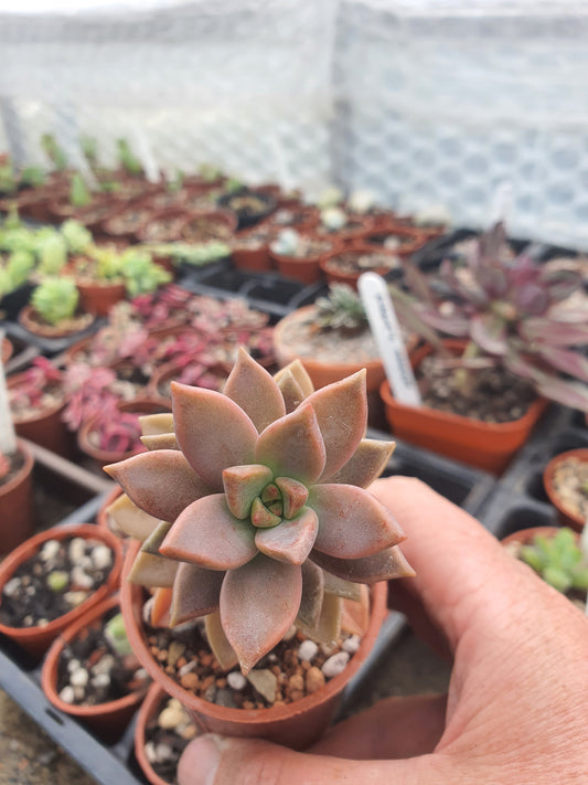 x Graptosedum 'Bronze'
