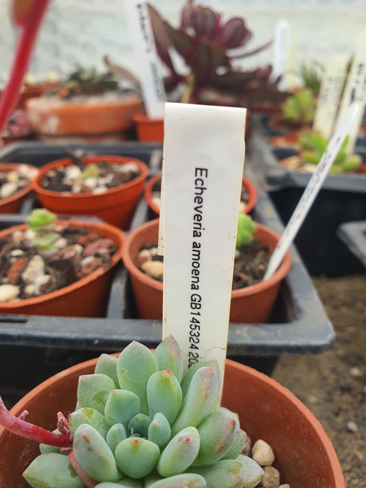 Echeveria amoena