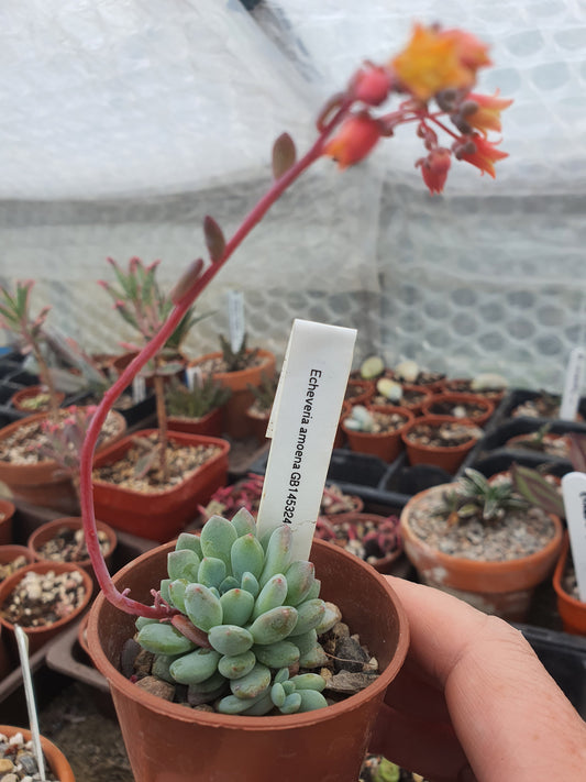 Echeveria amoena