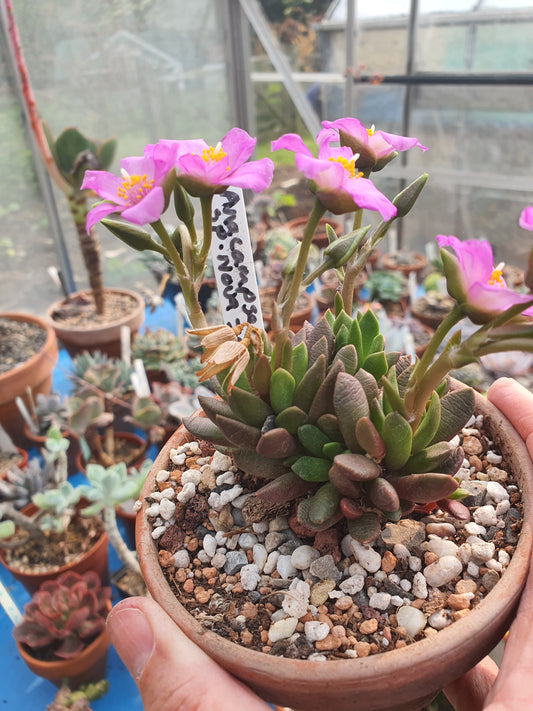 Anacampseros sp. Nova