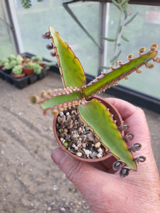 Kalanchoe daigremontiana (Mother of thousands) UK Grown