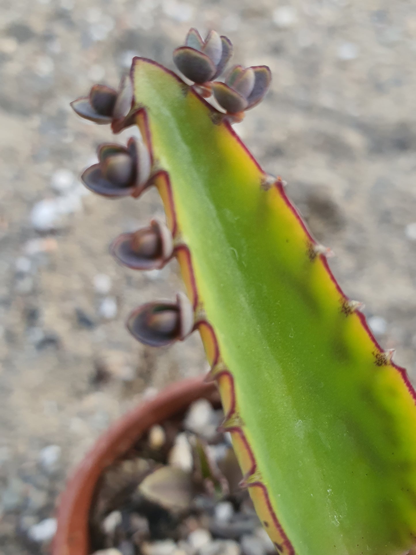 Kalanchoe daigremontiana (Mother of thousands) Plant - UK grown houseplant - Barney Plants