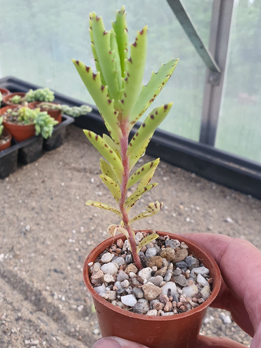 Kalanchoe tubiflora | Chandelier Plant |  Mother of Millions