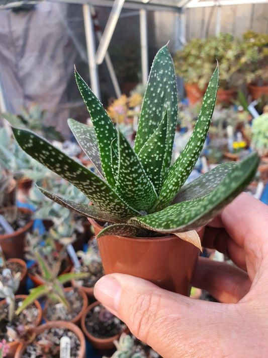 xGasteraloe beguinii   | Lizard Tail | Succulent|