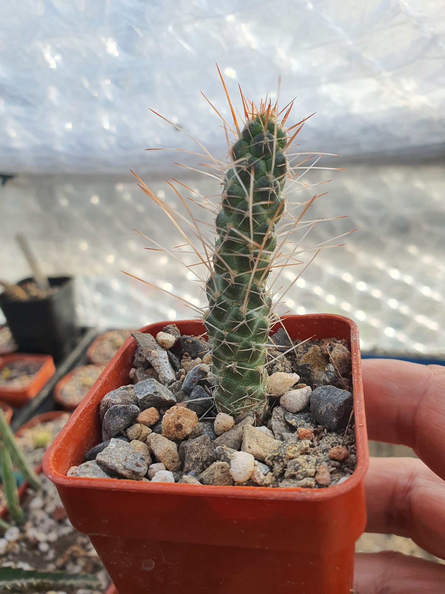 Tephrocactus weberii  (Brown Spine form) | Pine Cone Cactus | Rare | 🇬🇧 UK grown - UK grown houseplant - Barney Plants