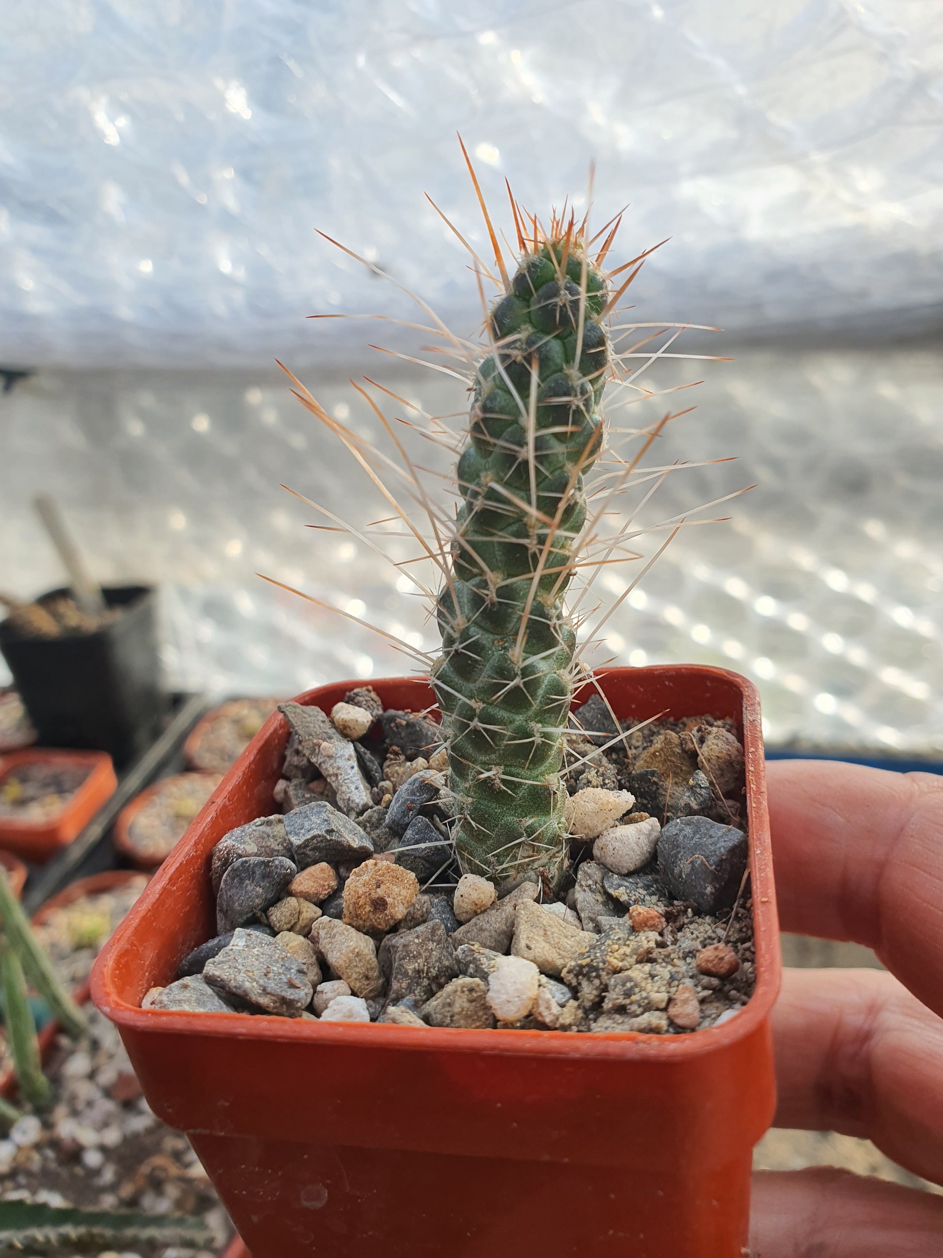 Tephrocactus weberii  (Brown Spine form) | Pine Cone Cactus | Rare | 🇬🇧 UK grown - UK grown houseplant - Barney Plants