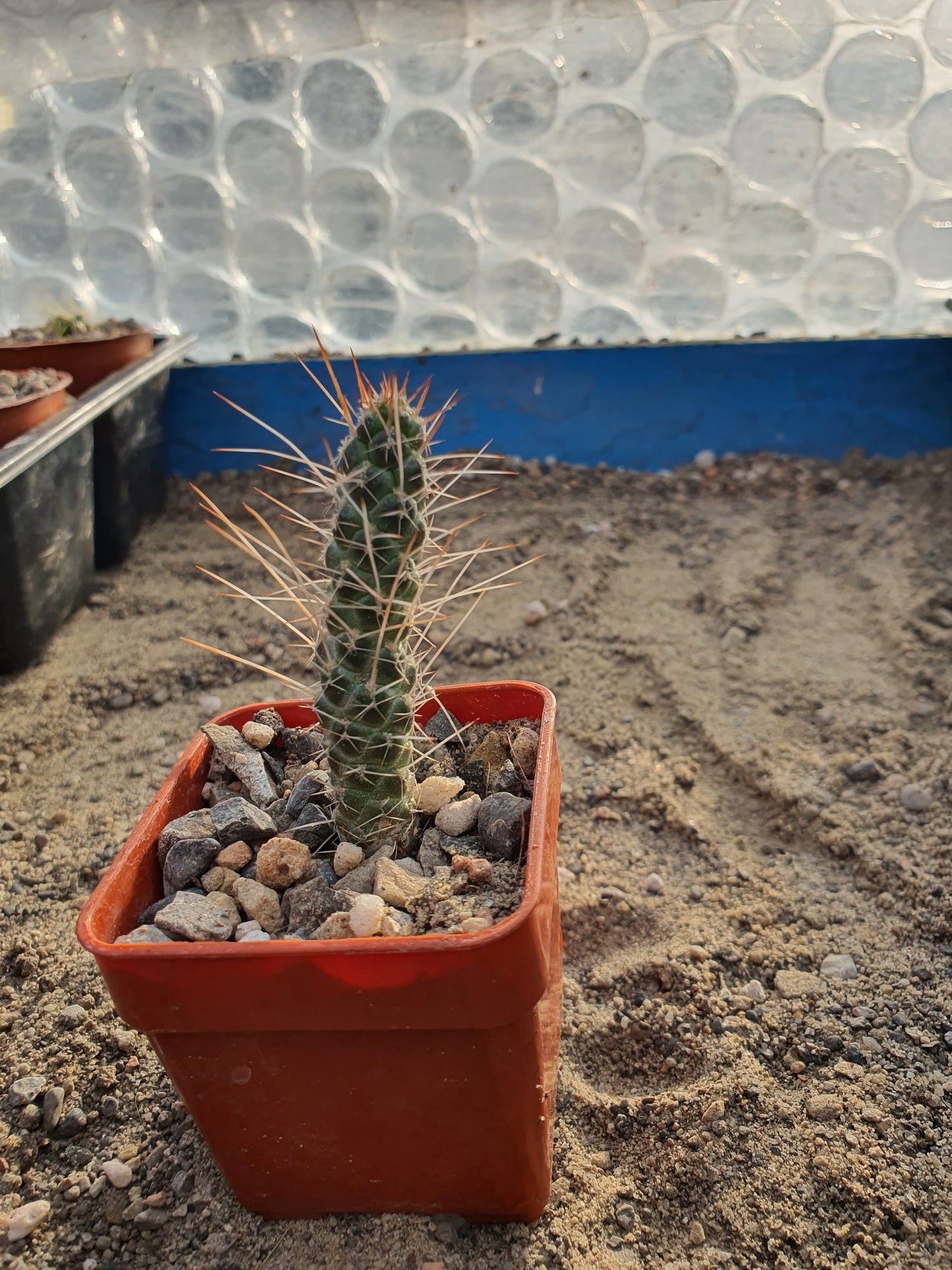 Tephrocactus weberii  (Brown Spine form) | Pine Cone Cactus | Rare | 🇬🇧 UK grown - UK grown houseplant - Barney Plants