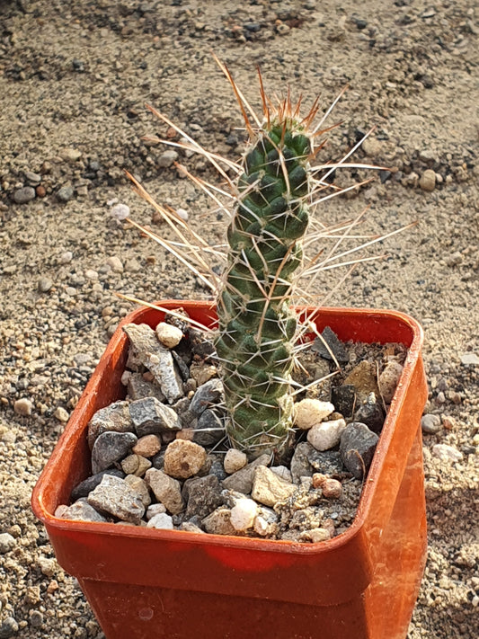 Tephrocactus weberii  (Brown Spine form) | Pine Cone Cactus | Rare | 🇬🇧 UK grown - UK grown houseplant - Barney Plants