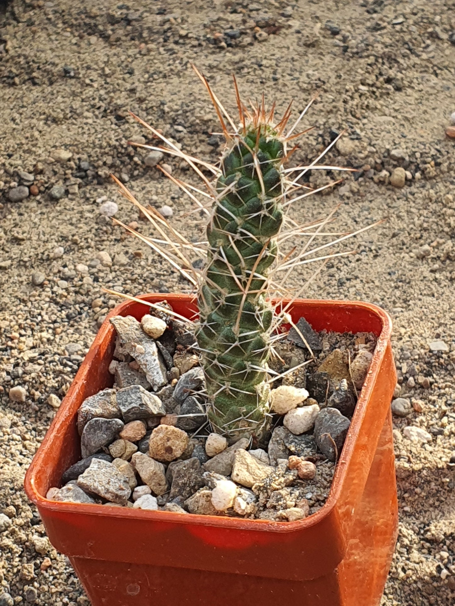 Tephrocactus weberii  (Brown Spine form) | Pine Cone Cactus | Rare | 🇬🇧 UK grown - UK grown houseplant - Barney Plants