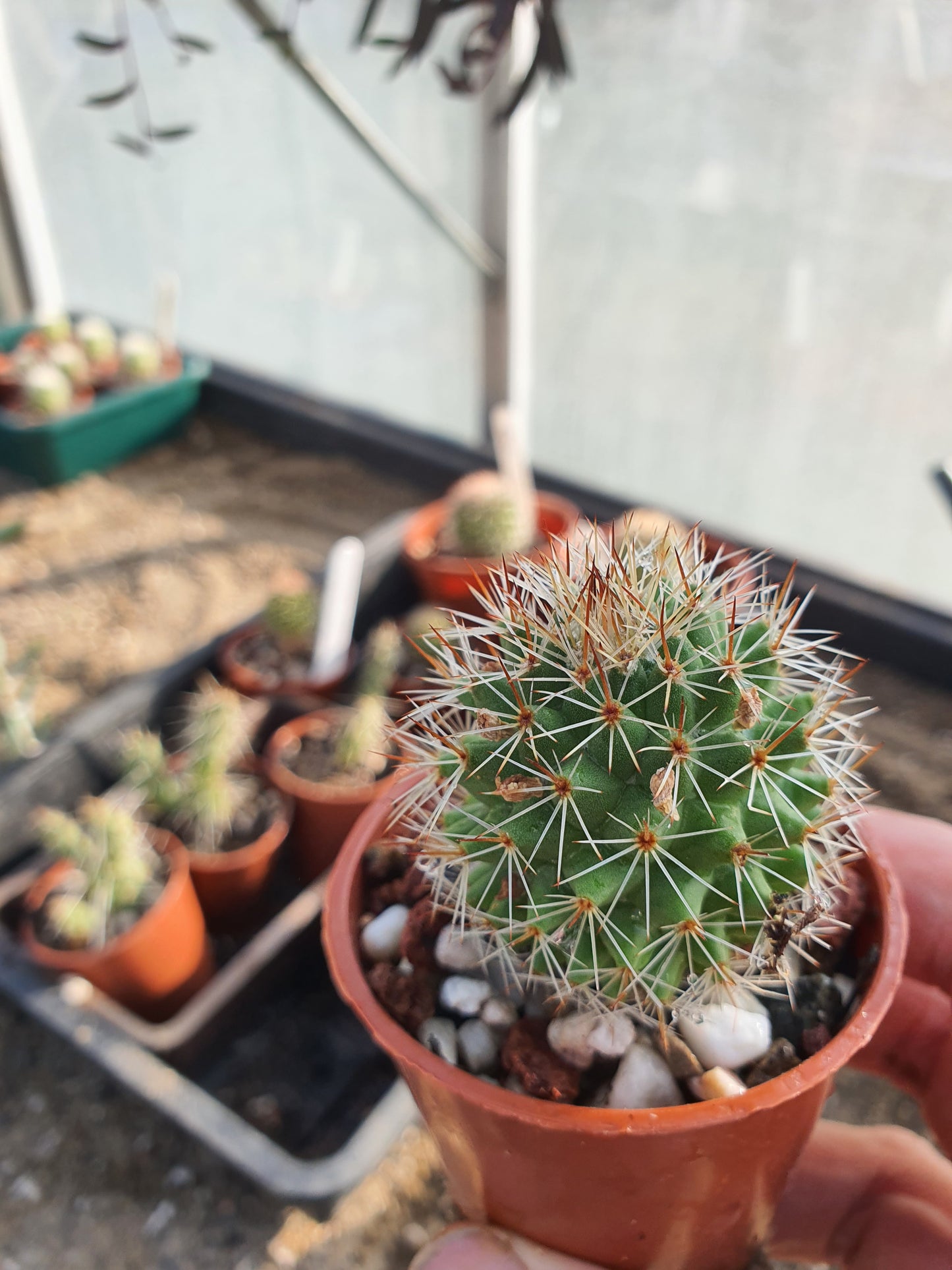 Mammillaria spinosissima | Spiny Pincushion Cactus |