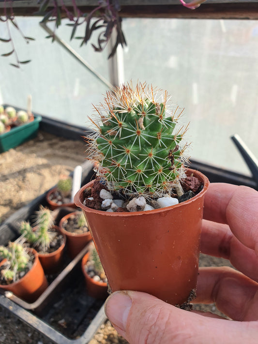 Mammillaria spinosissima | Spiny Pincushion Cactus |