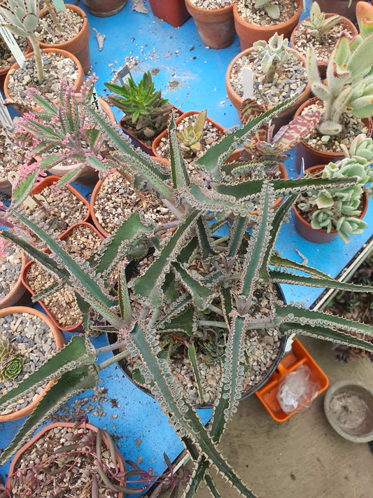 Kalanchoe 'Octopus' ( Mother of thousands 'Octopus' )  Rare - UK Grown