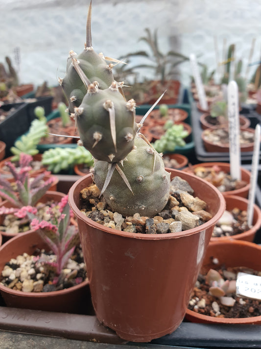 Tephrocactus articulatus Polycanthus  | Paper spined cactus| 🇬🇧 UK grown