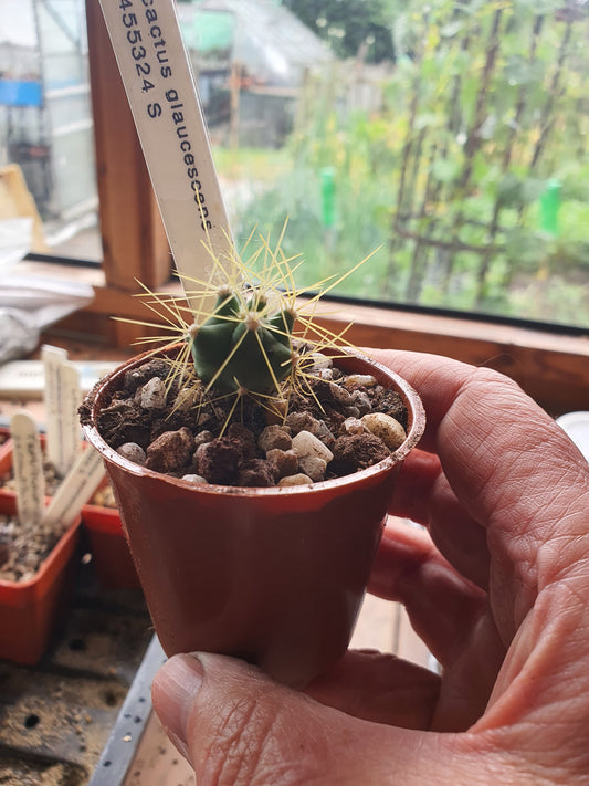 Ferocactus glaucescens | Blue Barrel Cactus | Glaucous Barrel Cactus | UK Grown