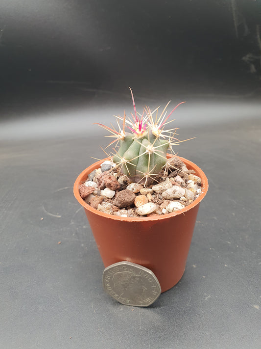 Ferocactus viridescens subs. orcuttii | Coast Barrel Cactus |