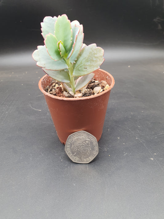 Kalanchoe  fedtschenkoi   | Lavender Scallops | Bryophyllum Fedtschenkoi