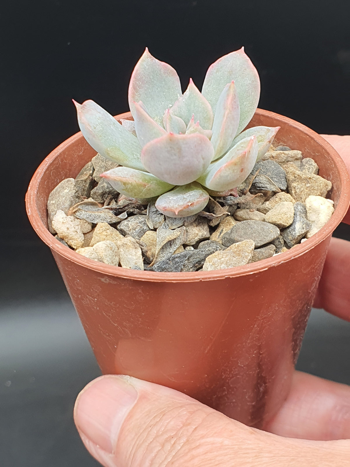 Echeveria desmetiana| 🇬🇧 UK Grown - UK grown houseplant - Barney Plants